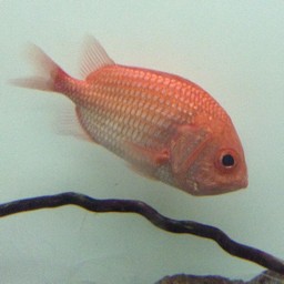 魚