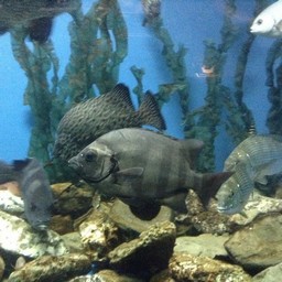 魚