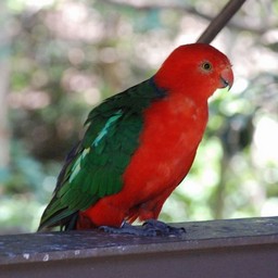 キンショウジョウインコ