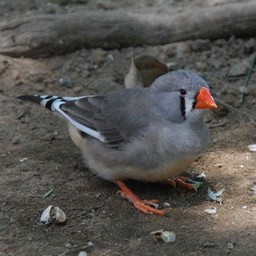 アカハシキンセイチョウ