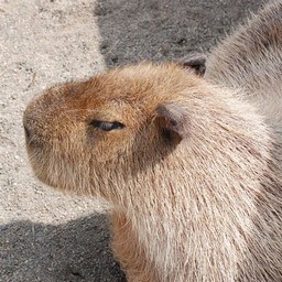 カピバラ