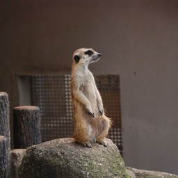 ミーアキャット
