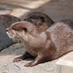 カワウソ