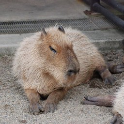 カピバラ
