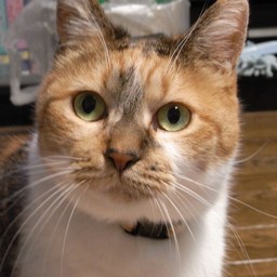 ネコ・チビ