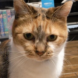 ネコ・チビ