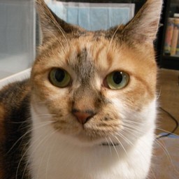 ネコ・チビ