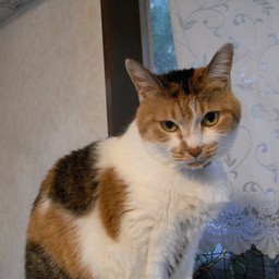 ネコ・シーラ
