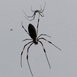 クモ