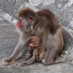 サル