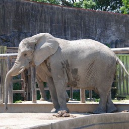 ゾウ