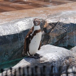 ペンギン