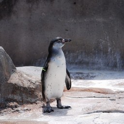 ペンギン