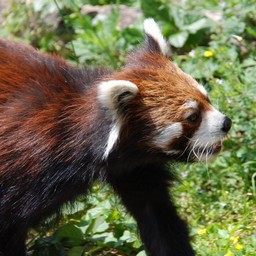 レッサーパンダ