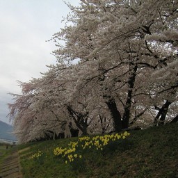 桜