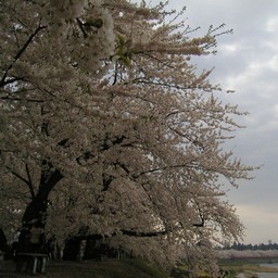 桜