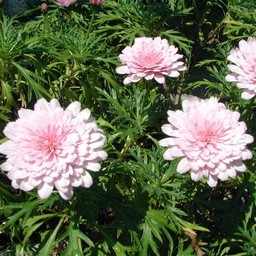 ピンクの花