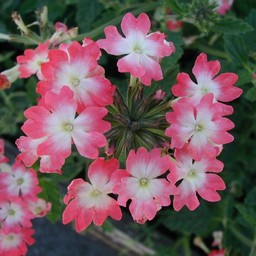 ピンクの花