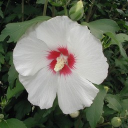 白い花