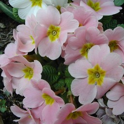 ピンクの花