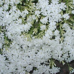 芝桜
