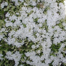 芝桜