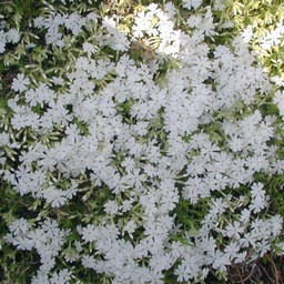 芝桜