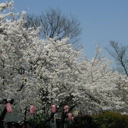 桜