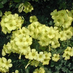 黄色い花