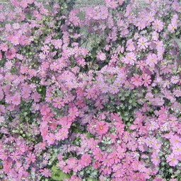 さくら草