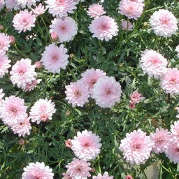桃色の花