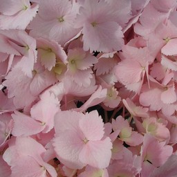 桃色の花