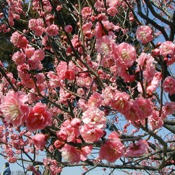 梅
