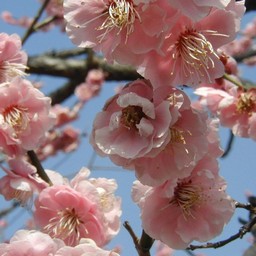 梅
