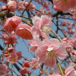 梅