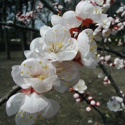 梅