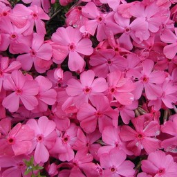 芝桜