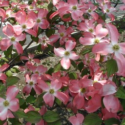 花水木
