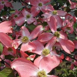 花水木