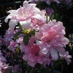 ピンクの花