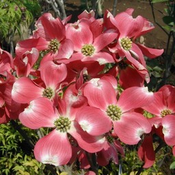 花水木