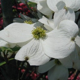 花水木