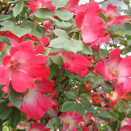 ピンクの花