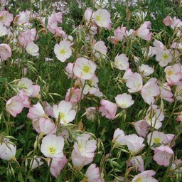 ピンクの花