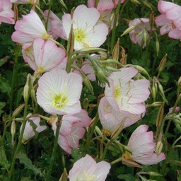 ピンクの花