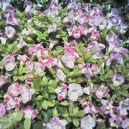 ピンクの花