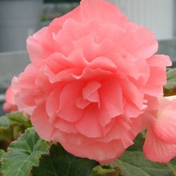 ピンクの花