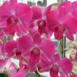 ピンクの花