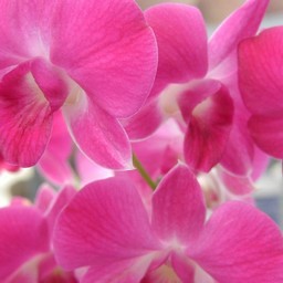 ピンクの花
