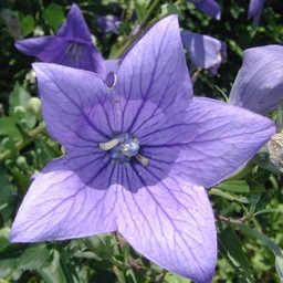 紫の花